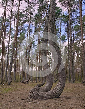 Crooked Trees or Crooked Forest (Polish \