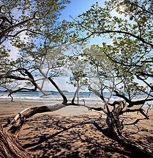 Crooked trees on sandy beach in the sunny blue sky backround, Nosara Peninsula, Costa Rica