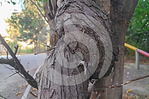 A crooked trunk of a small tree that has grown with pathology due to some unfavorable situations. Damage to the internal