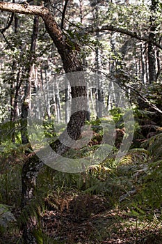 The crooked trunk of a tree in the luxuriance of the fores