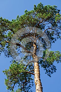 Crooked trunks of pine trees in the forest. Unusual coniferous trees in the dunes