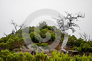 Crooked white tree on the slope of Madeira nature hill with tropical green plants. Cloudy fog as a white background.