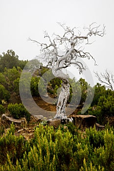 Crooked white tree on the slope of Madeira nature hill with tropical green plants. Cloudy fog as a white background.