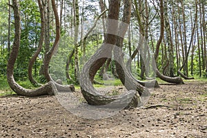 Crooked Wood in Poland