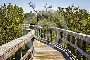 Crooked Wooden Walkway Through the Swamp