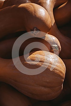 Crookneck gourd, large crookneck pumpkin