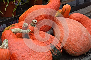 Crookneck Pumpkins