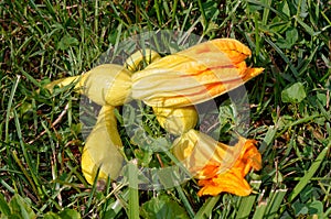 Crookneck squash with bloom attached