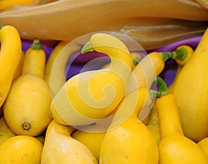 Crookneck squash (botanical name: Cucurbita pepo; species: Yellow crookneck)