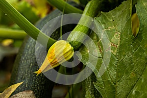 Crookneck Squash or Cucurbita is a genus of herbaceous vines