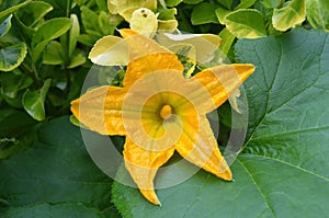 Crookneck Squash Flower