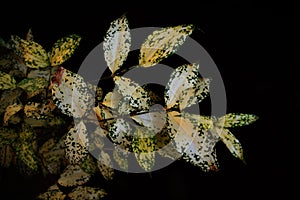 Crooton plant with black background