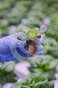 Crop agronomist showing lettuce seedling