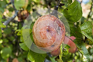 Crop of apples ruined by diseases of fruit trees.  Apple is affected by fungus and mold. Disease scab, a lousy rotten Apple.