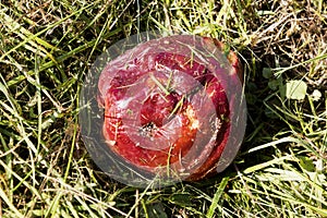 Crop of apples ruined by diseases of fruit trees.  Apple is affected by fungus and mold. Disease scab, a lousy rotten Apple.