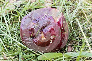 Crop of apples ruined by diseases of fruit trees.  Apple is affected by fungus and mold. Disease scab, a lousy rotten Apple.