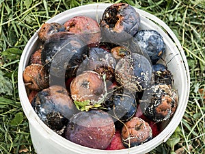 Crop of apples ruined by diseases of fruit trees.  Apple is affected by fungus and mold. Disease scab, a lousy rotten Apple.