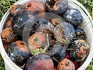 Crop of apples ruined by diseases of fruit trees.  Apple is affected by fungus and mold. Disease scab, a lousy rotten Apple.