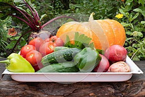 Crop of autumn vegetables. Cucumber, potato, tomato, pumpkin, pepper.