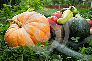 Crop of autumn vegetables. Cucumber, potato, tomato, pumpkin, pepper.