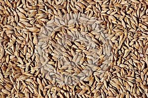Crop of barley grain as background