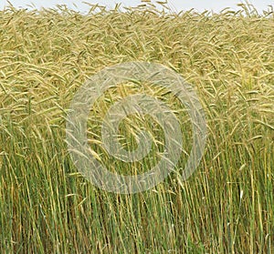 Crop of Barley straight and topped with golden heads