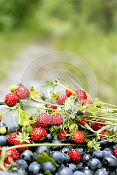 Crop of bilberries and wild strawberries