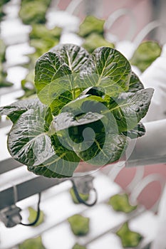 Crop biologist with green lettuce in lab