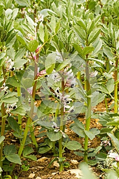 A crop of broard beans in flower