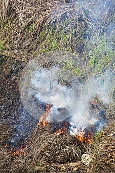 Crop burning in the rice fields of southern China