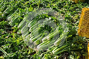 Crop of celery on farm field