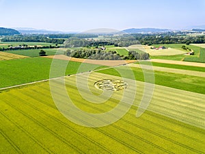 Crop circle emerged overnight in wheat field