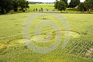 Crop circle in a wheat field