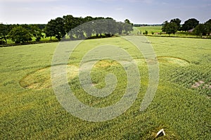 Crop circle in a wheat field