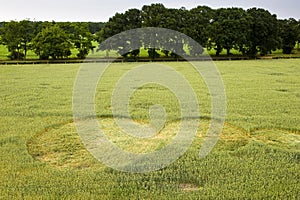 Crop circle in a wheat field