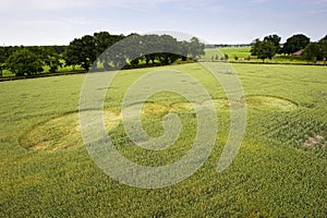 Crop circle in a wheat field