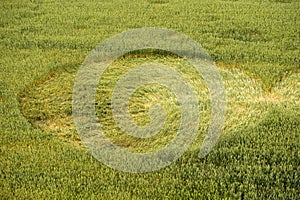 Crop circle in a wheat field