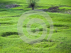 Crop Circles