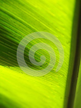 Crop closeup on large green leaves of tropical plants, large bird`s nest fern leaves