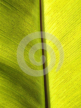 Crop closeup on large green leaves of tropical plants, large bird`s nest fern leaves