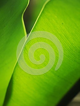 Crop closeup on large green leaves of tropical plants, large bird`s nest fern leaves, under natural sunlight outdoor selective foc