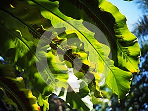 Crop closeup on large green leaves of tropical plants, large bird`s nest fern leaves, under natural sunlight outdoor selective foc