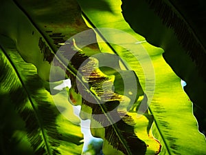 Crop closeup on large green leaves of tropical plants, large bird`s nest fern leaves, under natural sunlight outdoor selective foc