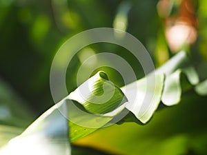 Crop closeup on large green leaves of tropical plants, large bird`s nest fern leaves