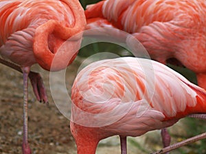 Crop closeup of soft pink color africans bird flamingo