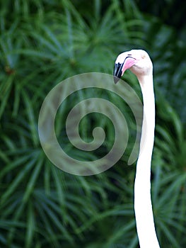 Crop closeup of soft pink color africans bird flamingo