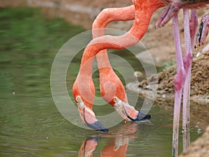 Crop closeup of soft pink color africans bird flamingo