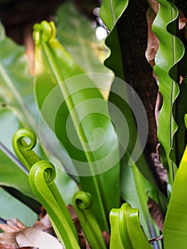 Crop closeup on young green leaves of tropical plants, large bird`s nest fern leaves