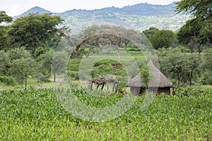 A crop of corn grows in the tropical mountains of Konso, Ethiopia
