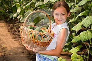 Crop of cucumbers